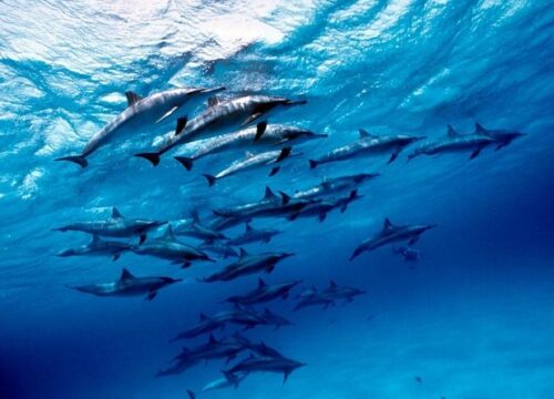 Nager avec les dauphins
