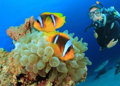 Tuba sur l'île paradisiaque