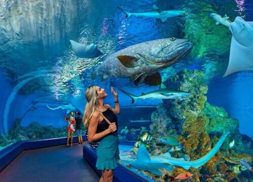 Billet d'entrée au Grand Aquarium d'Hurghada avec transfert privé